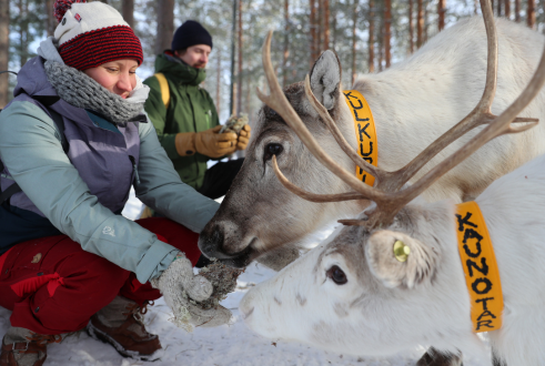 A man and woman feeding reindeer.